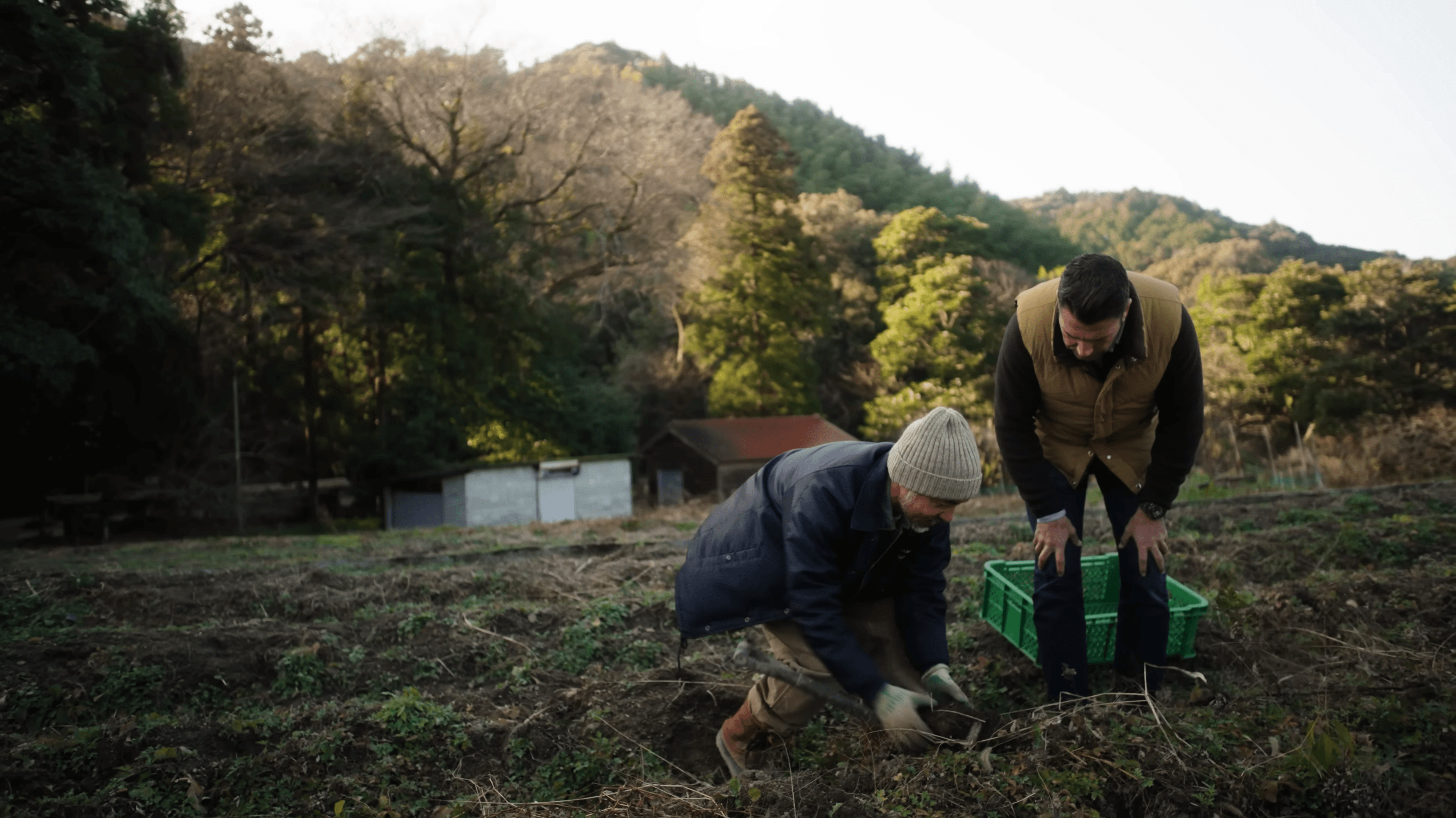Two men crouched in a hillside plot at the edge of a wood, digging root vegetables into a green crate