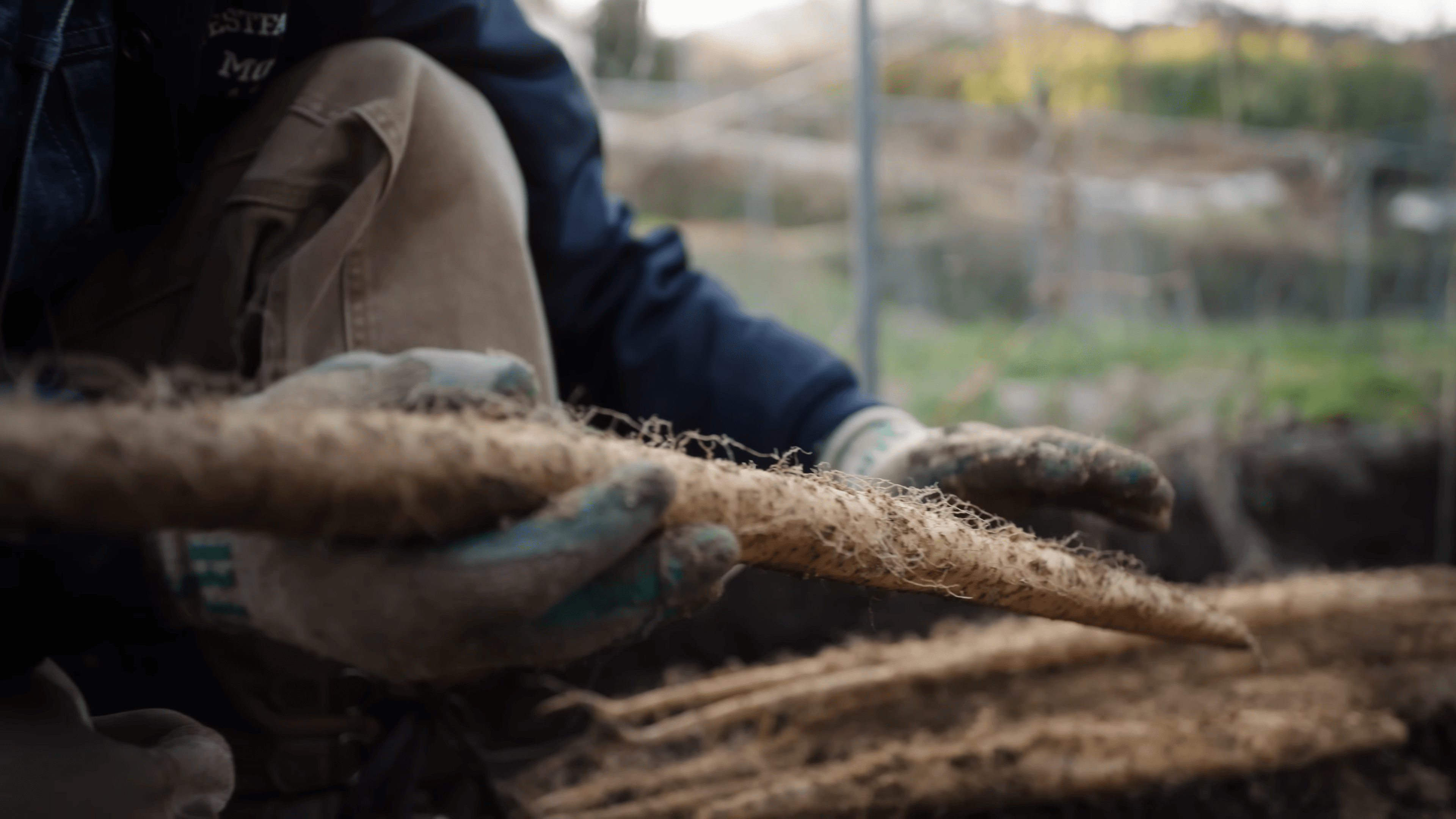 Gloved hands lifting a long, hairy yamaimo root out of the soil
